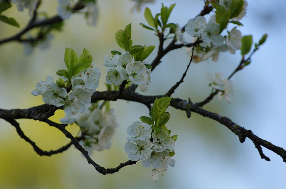 spring, plum tree, blooming, garden, plant, growth, flower HD wallpaper