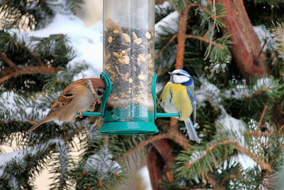 sparrow, tit, winter, snow, food, tree, bird, nature, cold HD wallpaper