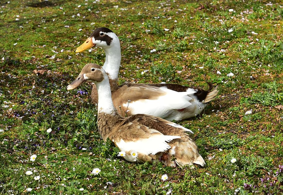 Duck, Pair, Attention, Feather, concerns, brown, rush, green HD wallpaper