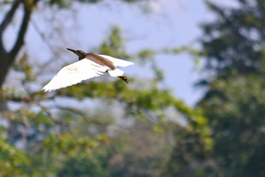 crane, flying, wings, bird, wildlife, sri lanka, nikawaratiya