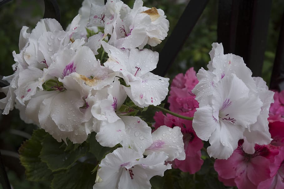 natural, white, pink, rain, beautiful, vivid color, flowering plant HD wallpaper