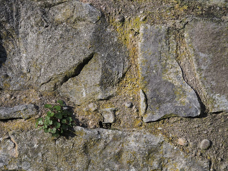 stone, wall, pattern, texture, rough, rock, vegetation, plant HD wallpaper