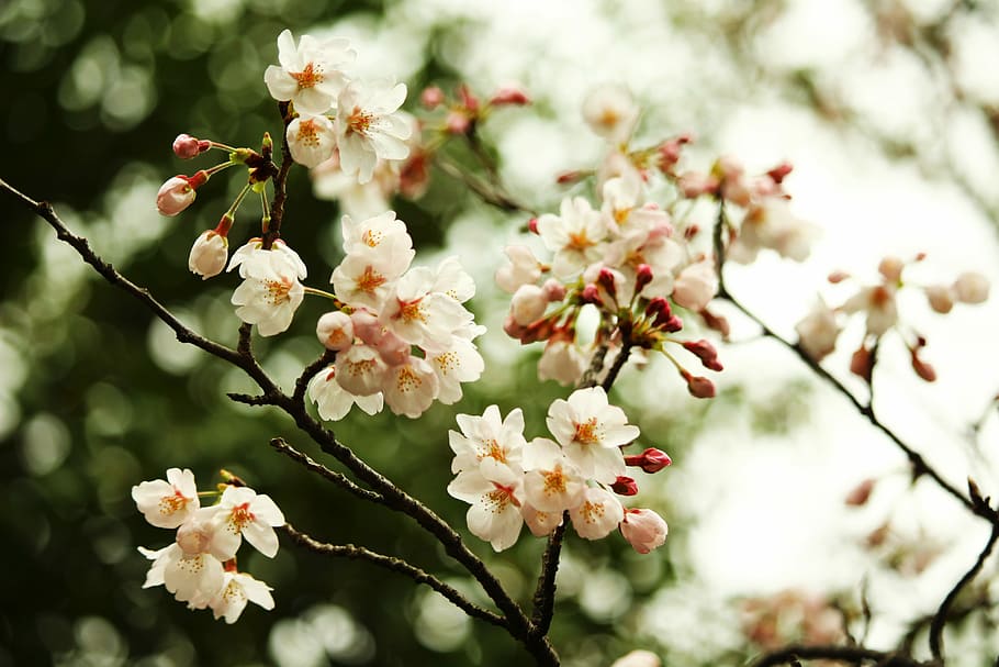 white flowers, shallow focus photography of white flowers, tree HD wallpaper