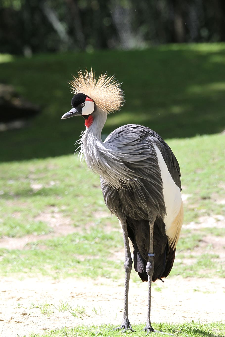bird, zoo, creature, feather, animal, bill, color, wild bird HD wallpaper