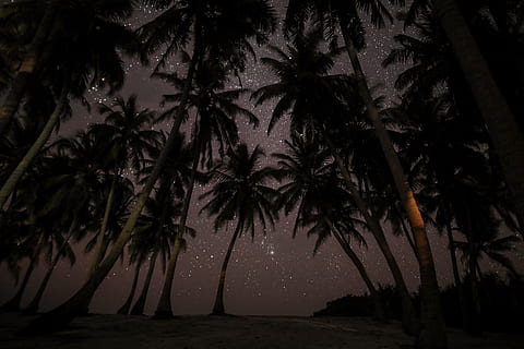 silhouette photography of coconut tress during nighttime, worms eye view of coconut tree HD wallpaper