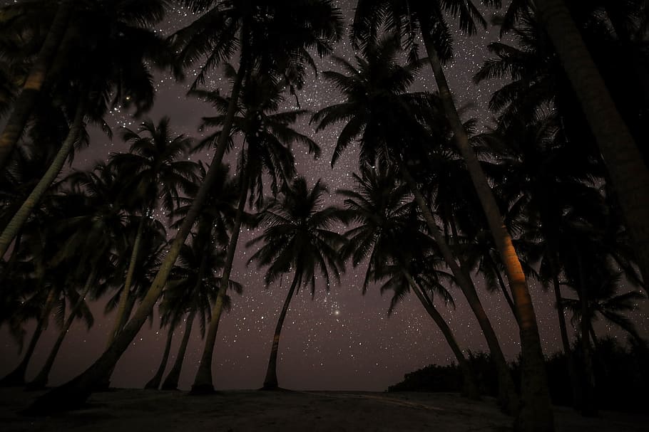 silhouette photography of coconut tress during nighttime, worms eye view of coconut tree, HD wallpaper