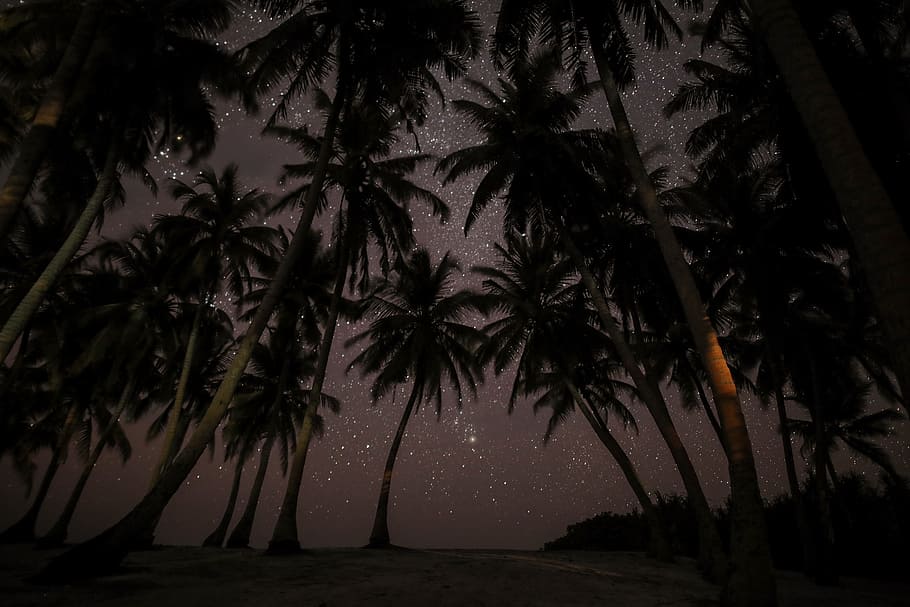 silhouette photography of coconut tress during nighttime, worms eye view of coconut tree HD wallpaper