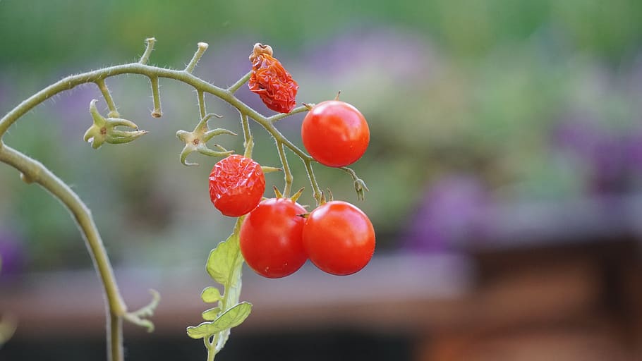tomato, fruit, vegetable, wither, food, food and drink, healthy eating HD wallpaper