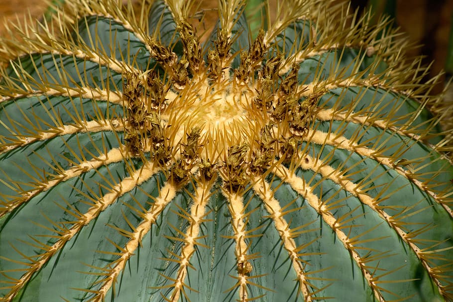 cactus, spur, green, pieksen, nature, plant, prickly, growth HD wallpaper