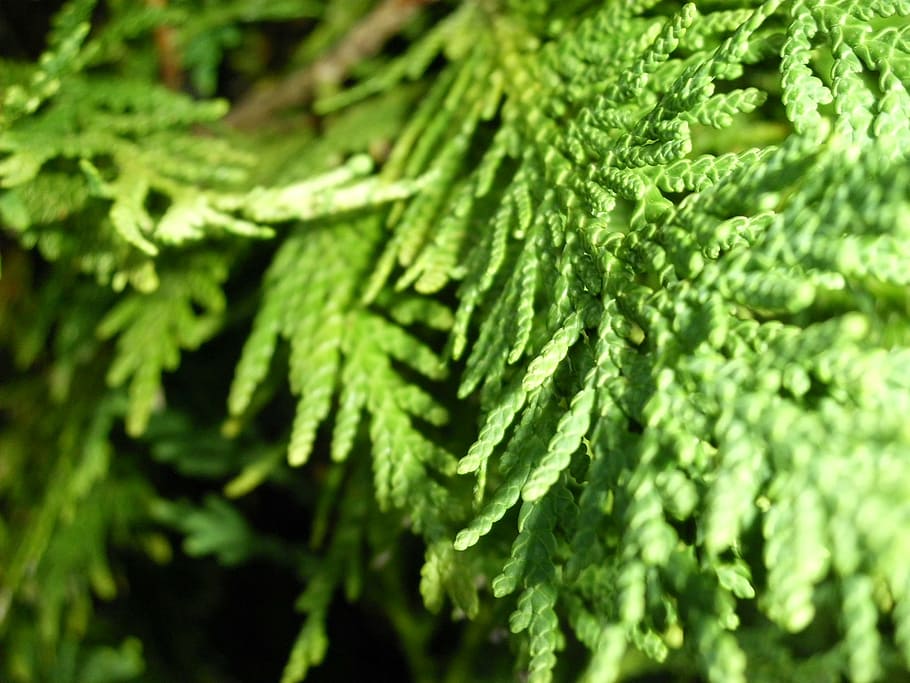 texture, tree, fir, foliage, green, leaf, botany, green color HD wallpaper