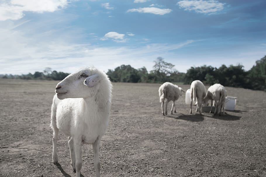 shallow focus photography of goat, white sheep on sand, goats HD wallpaper
