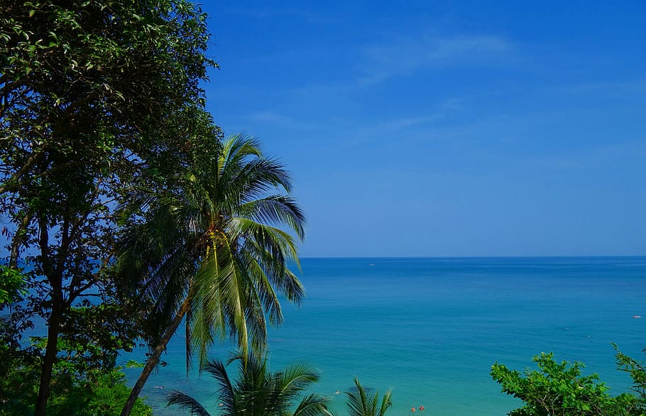 trees beside calm sea at daytime, summer, nature, tropical HD wallpaper