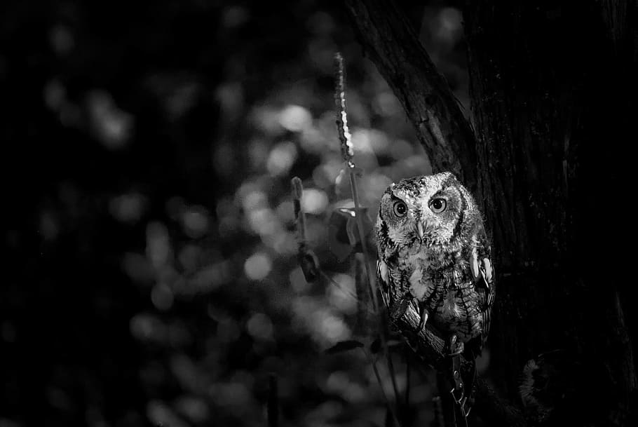 grayscale photography of owl, night, black and white, wild, predator, HD wallpaper