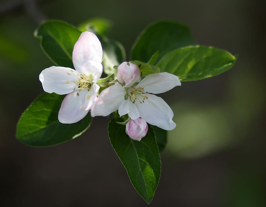 flowers, white, tree, march, fruit, casey, spring, flourished HD wallpaper