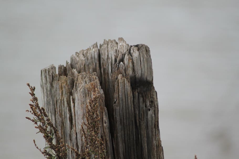 log, tree bark, nature, weathered, wood, wood - material, day HD wallpaper