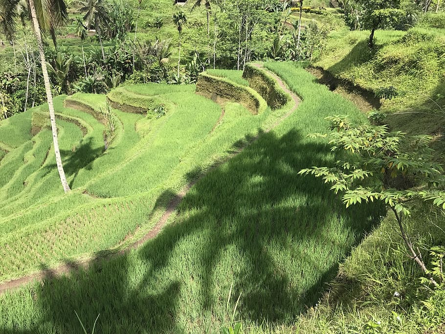 nature, plant, tree, summer, leaf, landscape, grass, rice, rice terraces HD wallpaper