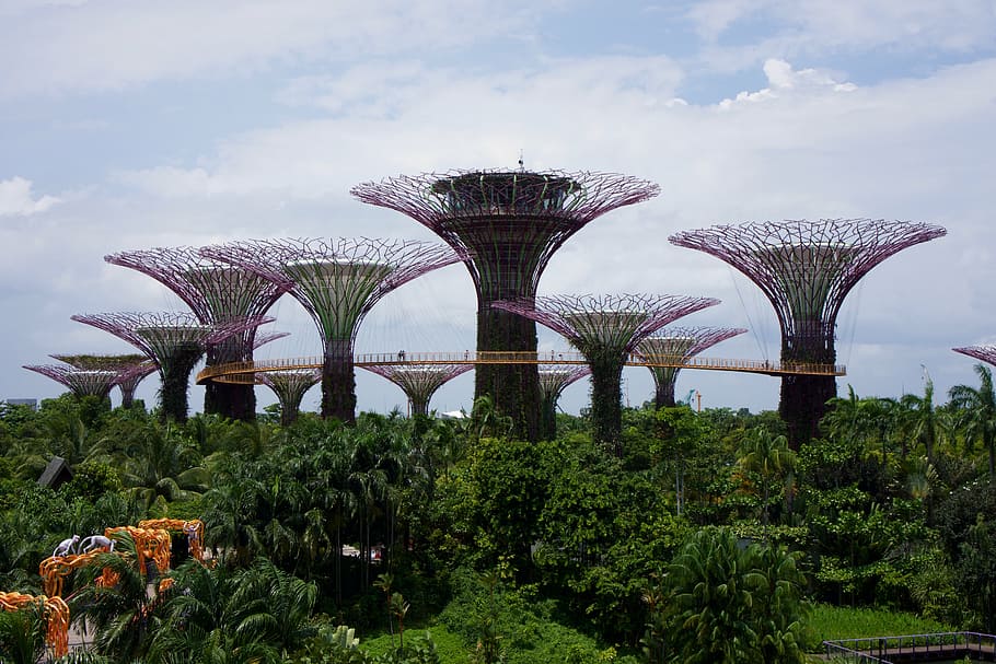 singapore, gardens, trees, asia, nature, plant, botanical, green, HD wallpaper