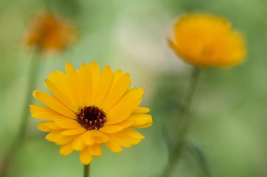 Flowers, Yellow, Summer, petal, fragility, flower head, growth HD wallpaper