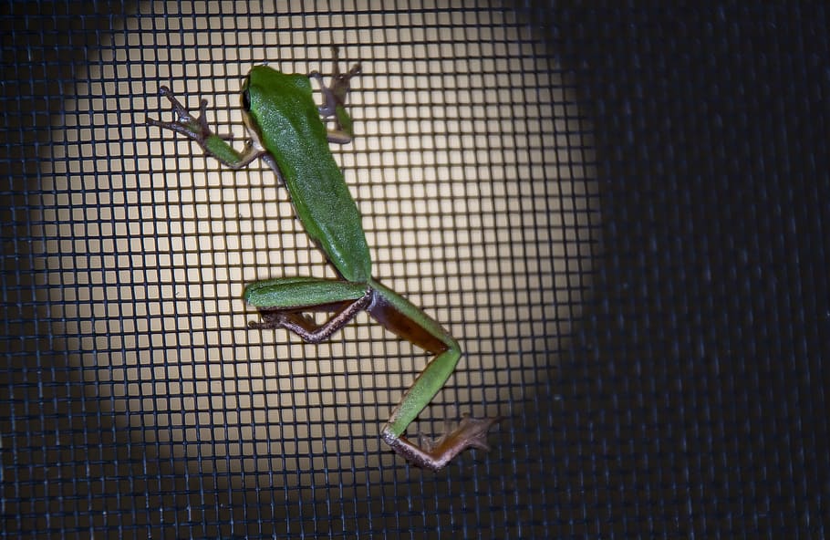 frog, green, tiny, fly screen, black, night, native, queensland HD wallpaper