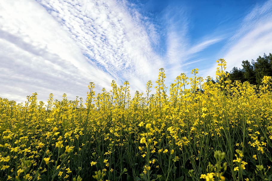 Mustard, Flower, Field, Plant, Nature, yellow, green, blossom, HD wallpaper