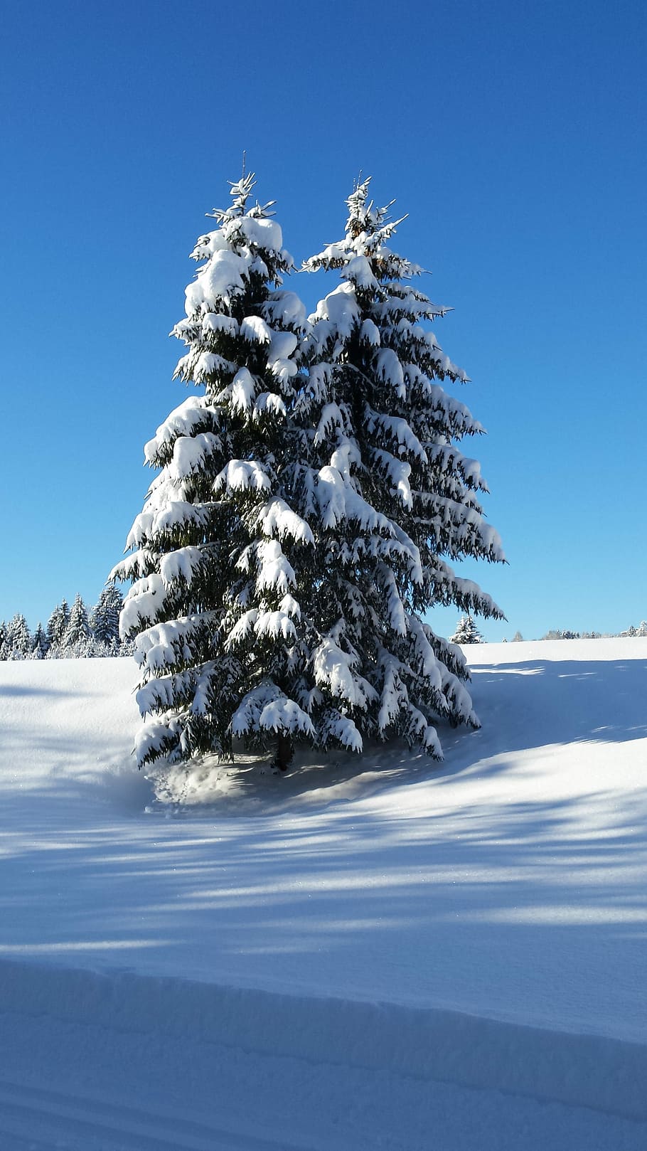 winter, snow, frost, tree, cold temperature, nature, sky, plant HD wallpaper