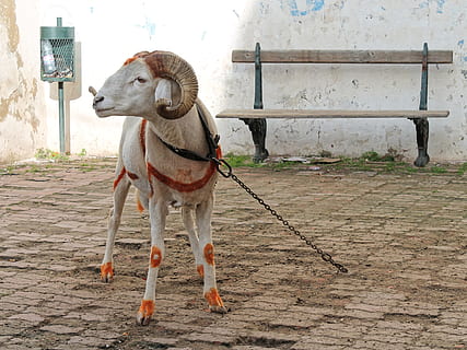 bock, mutton, sheep, horns, alger, kasbah, north africa, old town HD wallpaper