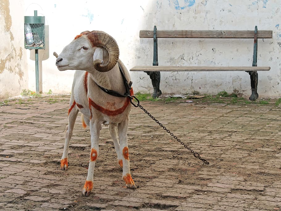 bock, mutton, sheep, horns, alger, kasbah, north africa, old town HD wallpaper