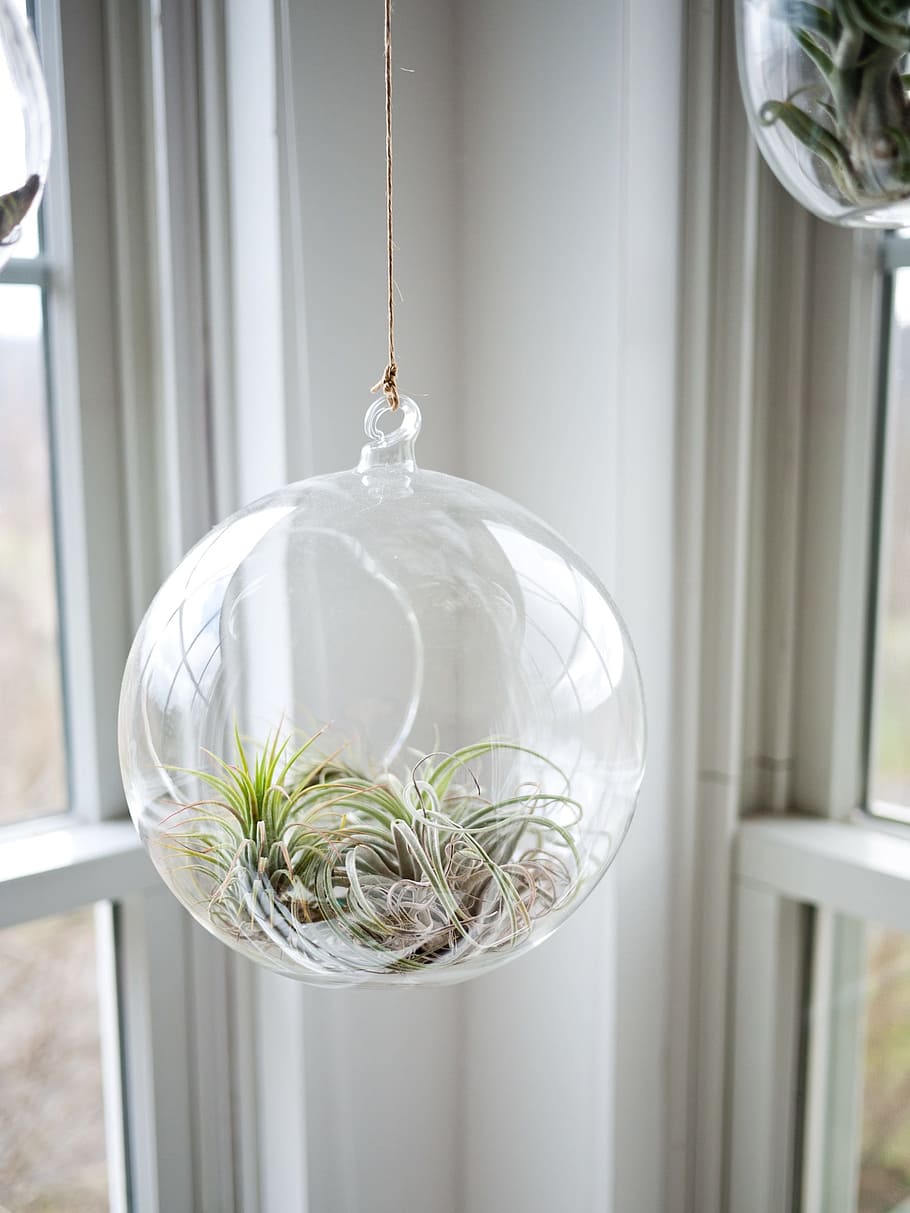 closeup photo of clear glass globe hanging decor, plant, glasshouse