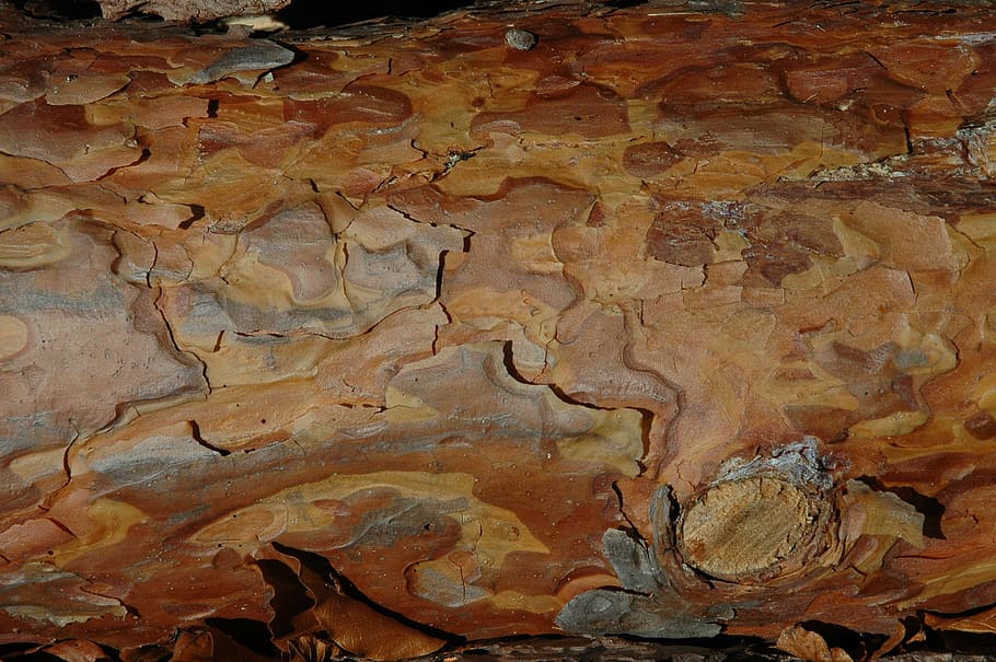 wood, bark, grain, structure, tree bark, close, texture, full frame HD wallpaper