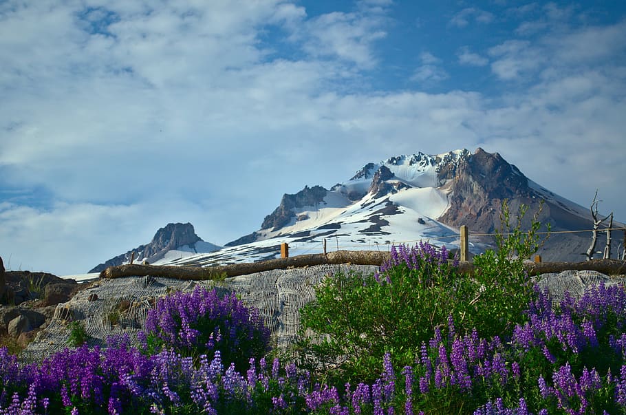 A Mountain Icon in Summertime, lavender flowers during daytime