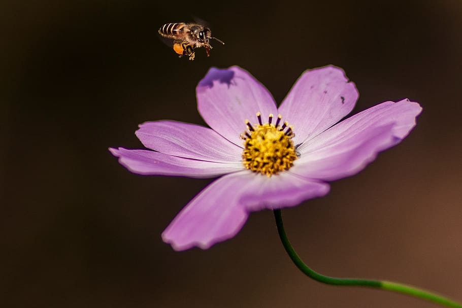 flower, and, bees, flowering plant, freshness, fragility, petal HD wallpaper