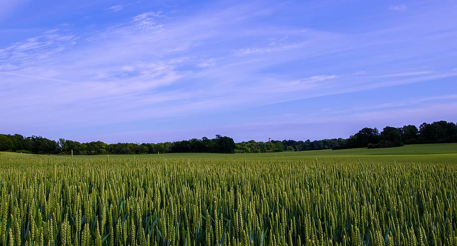 sweden, summer, landscapes, canola, nature, sky blue, swedish, HD wallpaper