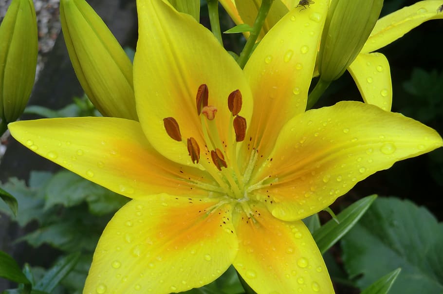 nature, plant, sheet, summer, garden, lily, flowering, yellow HD wallpaper