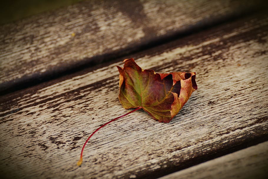 dried maple leaf on brown wooden board, Autumn Leaf, Withered HD wallpaper