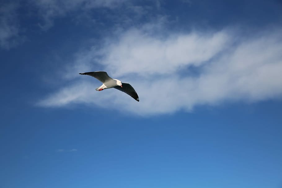 Seabirds, Blue Sky, one animal, flying, animals in the wild HD wallpaper