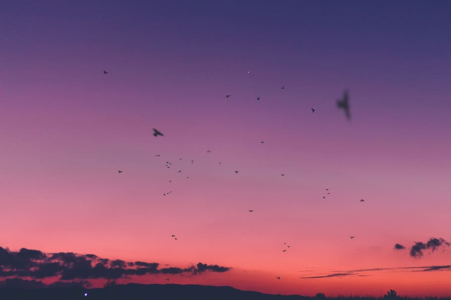 sunset, sky, cloud, birds, flying, animal themes, vertebrate HD wallpaper