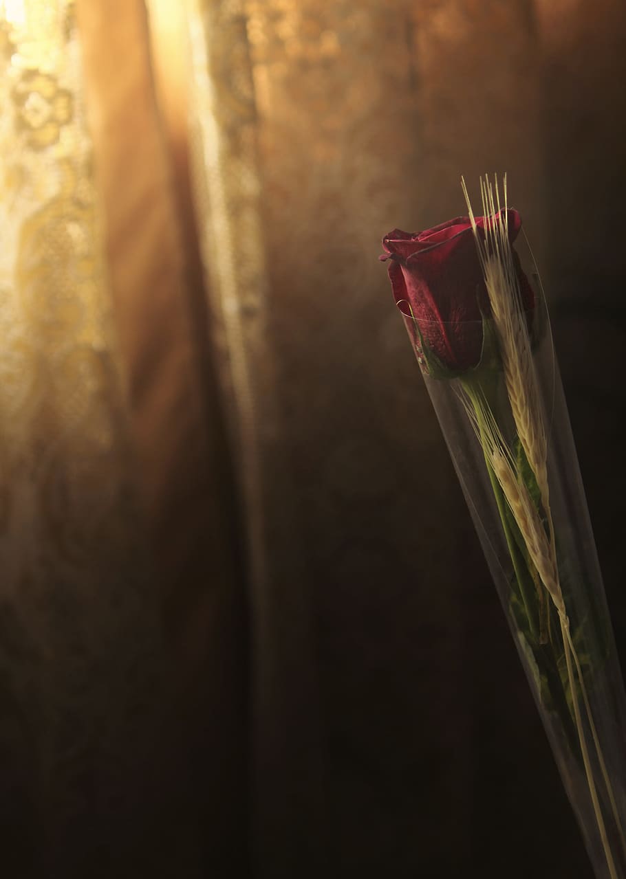 photo of red rose, shallow focus photography of rose, paintbrush HD wallpaper