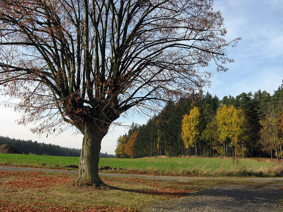 autumn, tree, nature, branches, the crown of the tree, deciduous tree HD wallpaper
