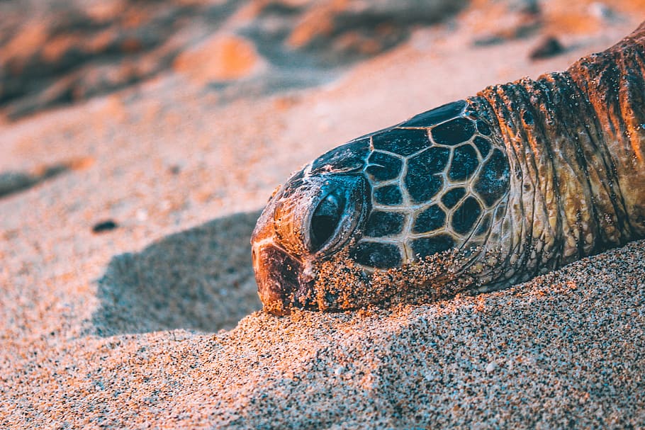 turtle head on white sand, beige and black tortoise head on gray sand