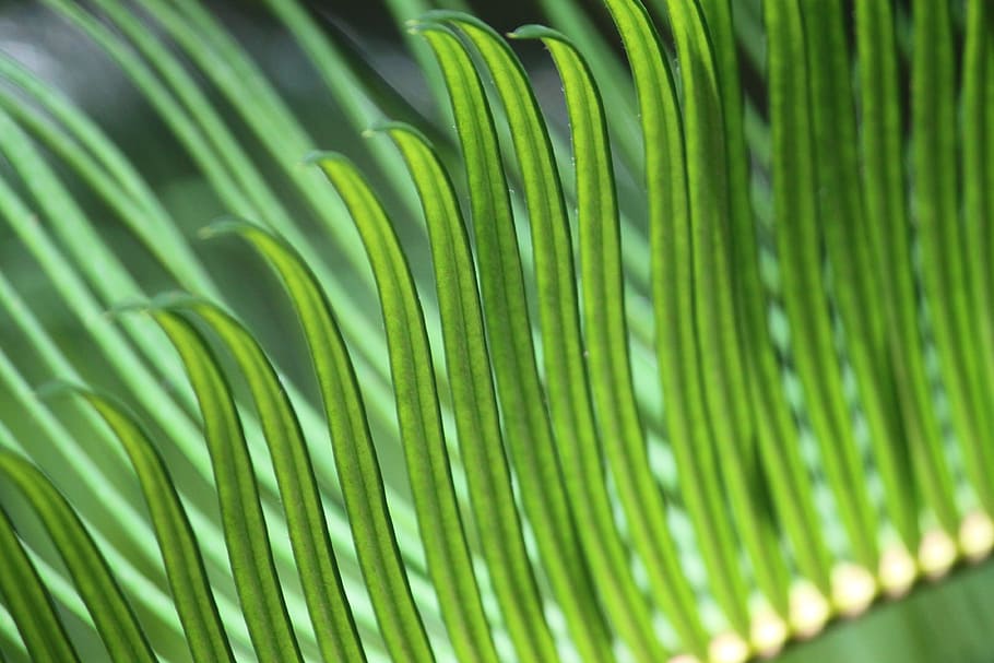green leaves under sunny sky, closeup photo of green leaves, Fronds HD wallpaper