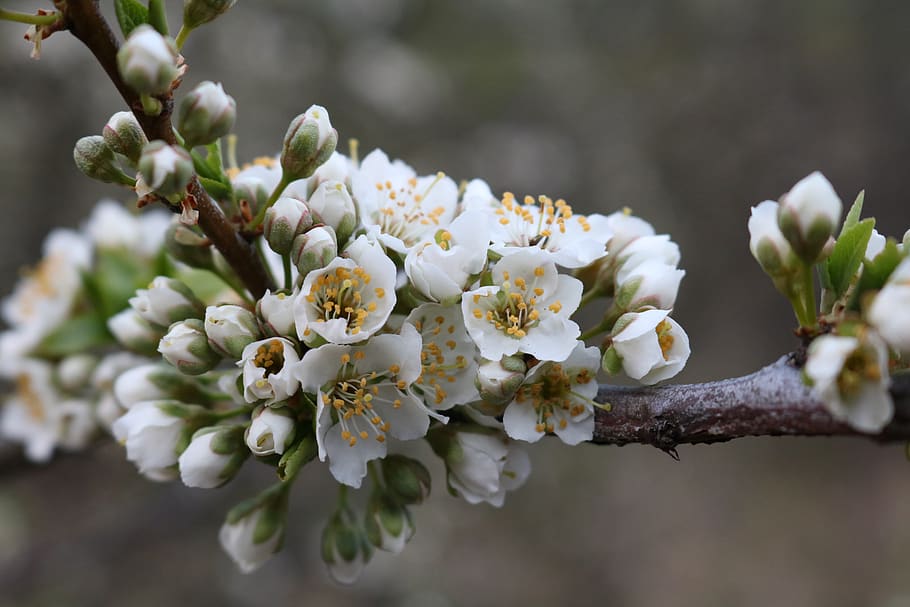 spring, flowers, trees, bloom, apple tree, closeup, nature HD wallpaper