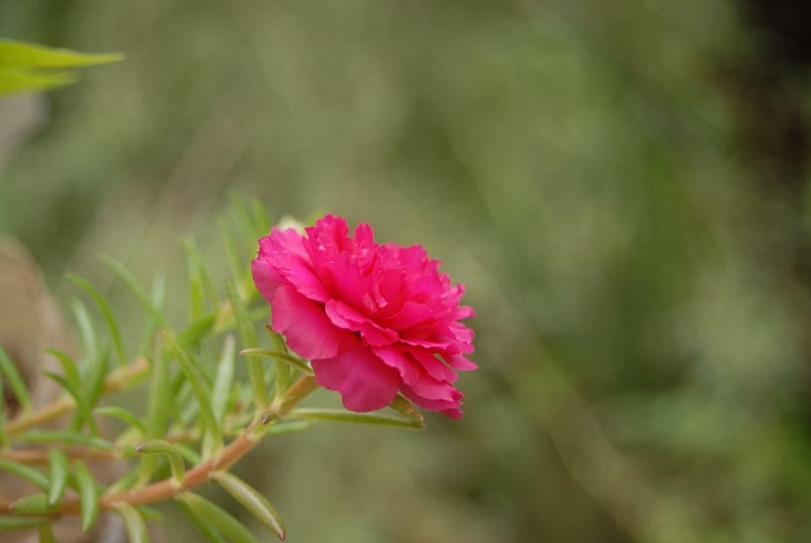 love a while, flower, regional, pink color, plant, flowering plant HD wallpaper