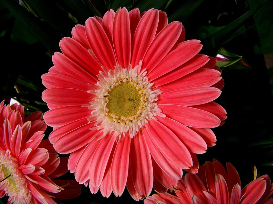 flower, bloom, spring flower, flowering plant, petal, flower head HD wallpaper