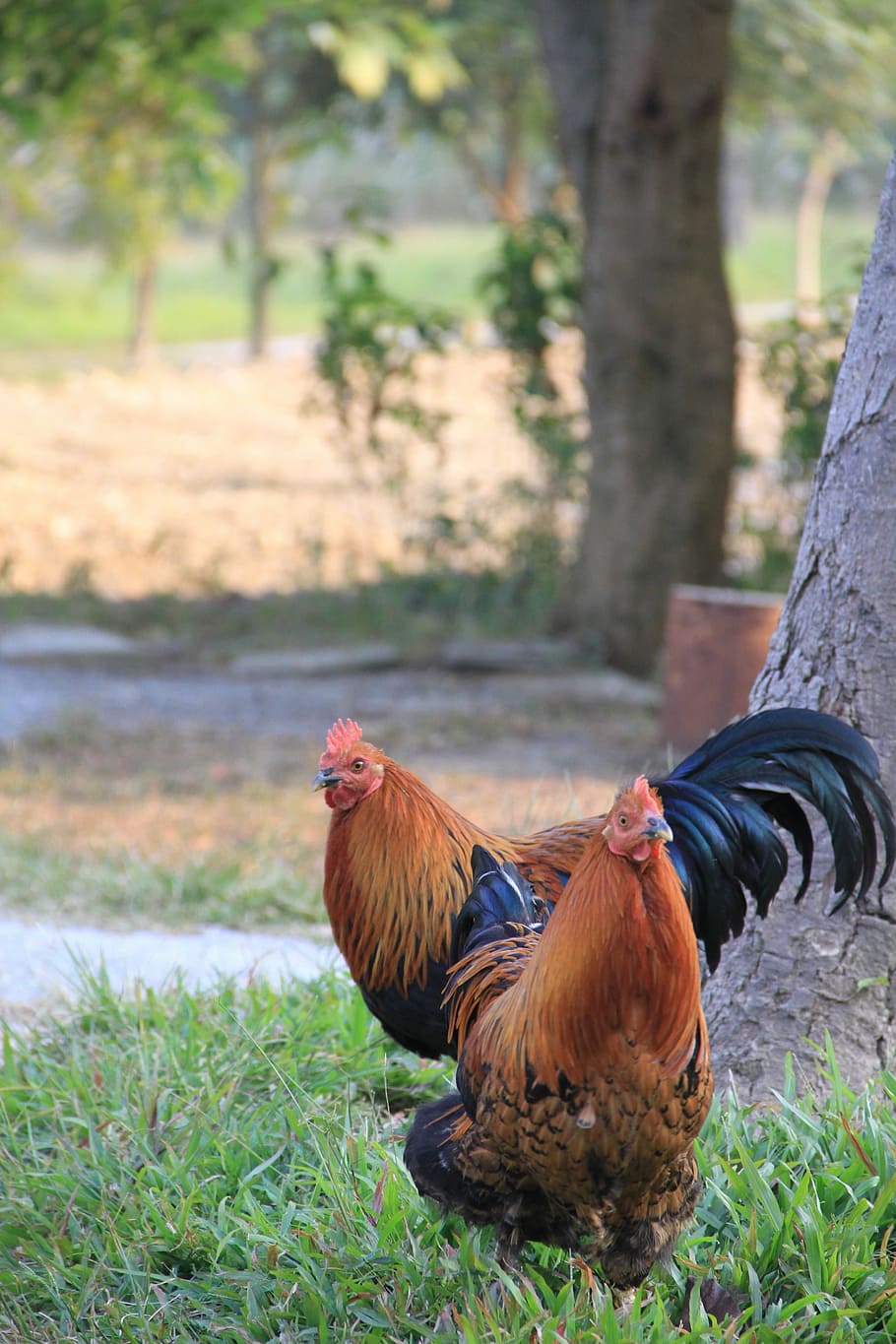 China, Home, Chicken, chicken - bird, rooster, livestock, agriculture HD wallpaper