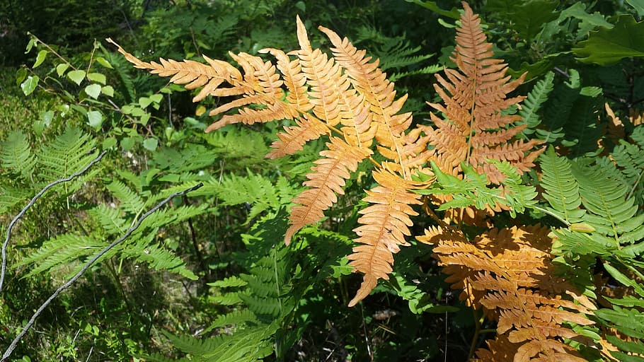 fern, forest, nature, green, orange, leaf, plant, tree, green Color HD wallpaper