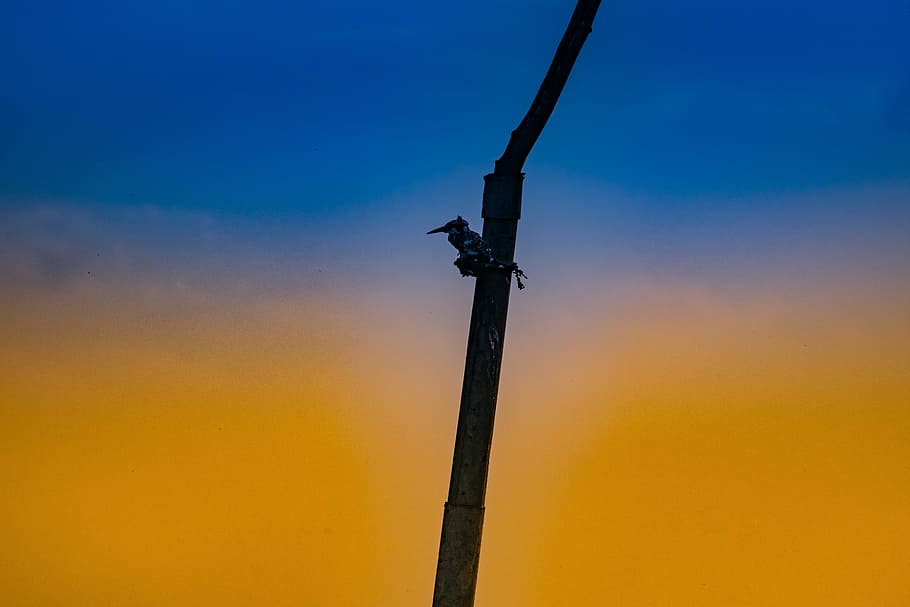 bird, lonely, alone, tree branch, color, yellow, blue, black and white HD wallpaper