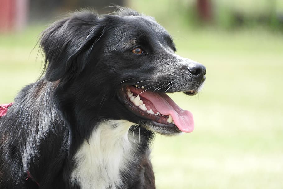 border collie, cattle dog, bitch, head, one animal, canine HD wallpaper