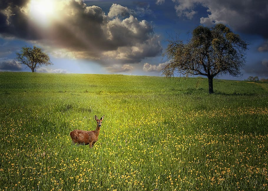 brown deer, animals, nature, clouds, meadow, landscapes, grass HD wallpaper