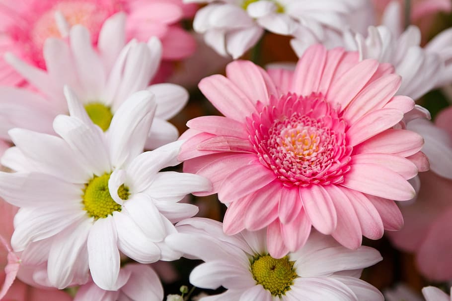 pink and white petaled flowers, background, bloom, blooming HD wallpaper