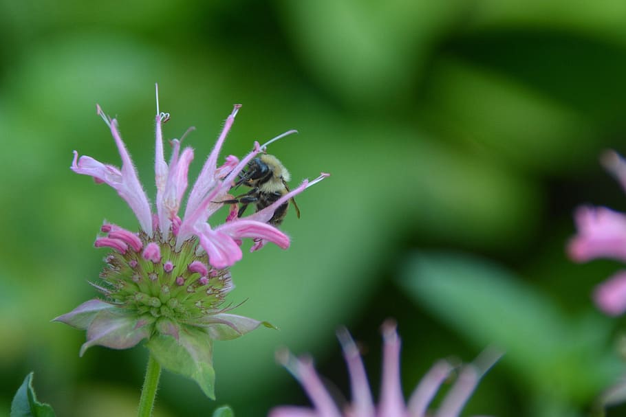 Bee, Bumblebee, Meme, Insect, summer, pollinator, pollination HD wallpaper